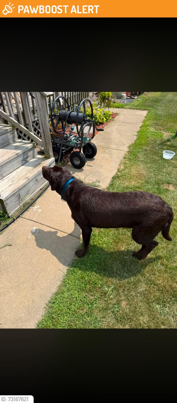 Found/Stray Unknown Dog last seen Craft rd and greenwood, Grass Lake Township, MI 49240
