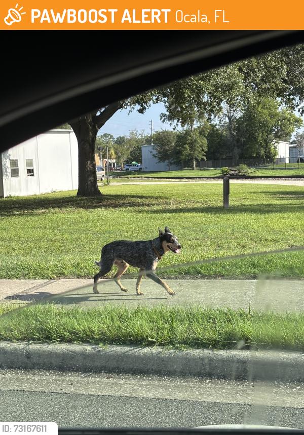 Found/Stray Male Dog last seen NW tenth st going east to bridge, Ocala, FL 34475