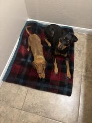 Lost Male Dog last seen San Augustine, Pasadena, TX 77503