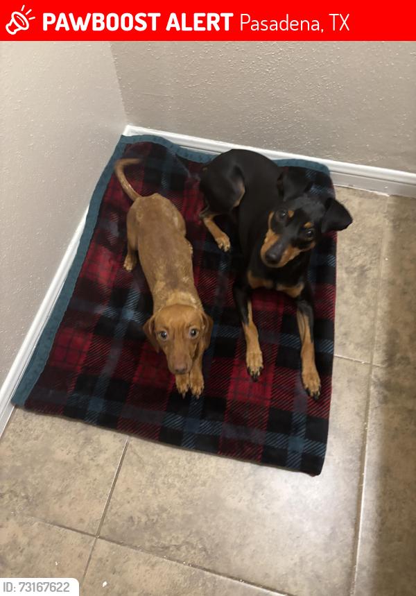 Lost Male Dog last seen San Augustine, Pasadena, TX 77503