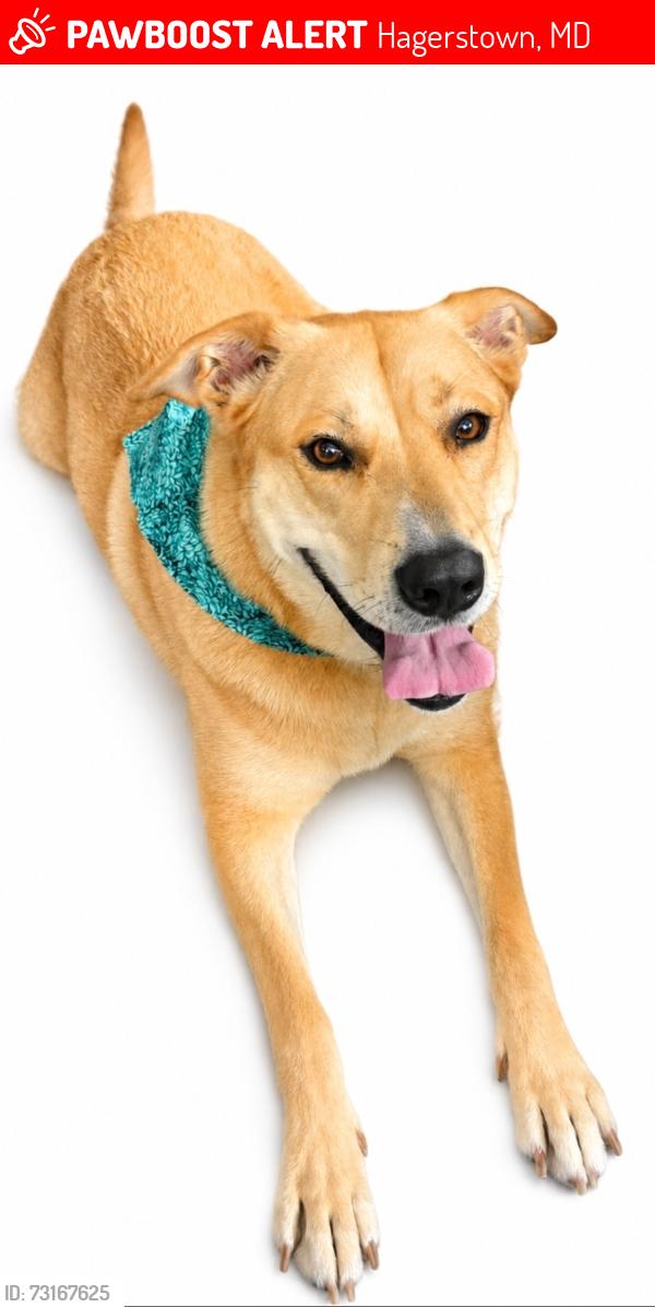 Lost Female Dog last seen Jefferson St, Pangborn, Security Blvd, Hagerstown, MD 21740