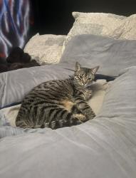 Lost Male Cat last seen galloway drive, Sherwood Park, AB 