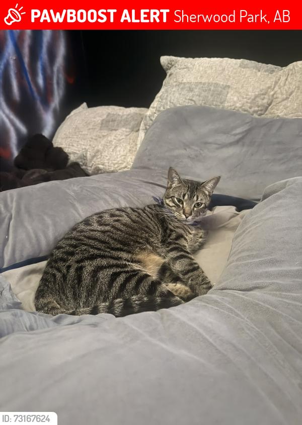 Lost Male Cat last seen galloway drive, Sherwood Park, AB 