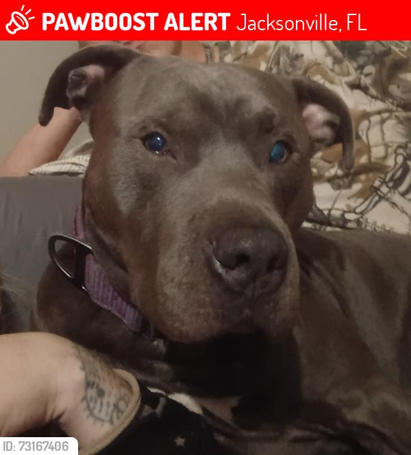 Lost Male Dog last seen Old Middleburg and osteen, Jacksonville, FL 32210