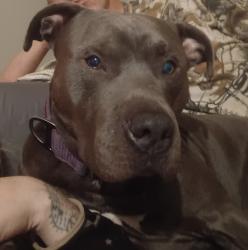 Lost Male Dog last seen Old Middleburg and osteen, Jacksonville, FL 32210