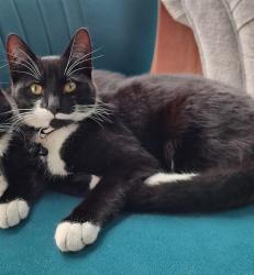 Lost Male Cat last seen Clayhanger area, Clayhanger, England WS8 7RD