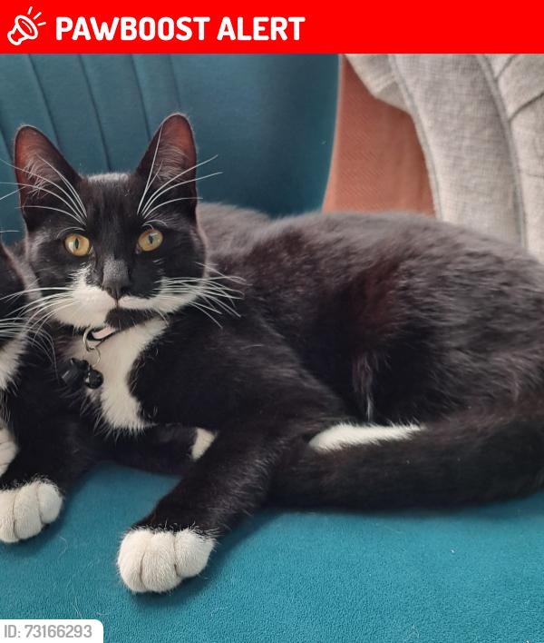 Lost Male Cat last seen Clayhanger area, Clayhanger, England WS8 7RD