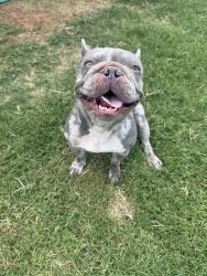 Lost Female Dog last seen Sundance neighborhood, Choctaw, OK 73020