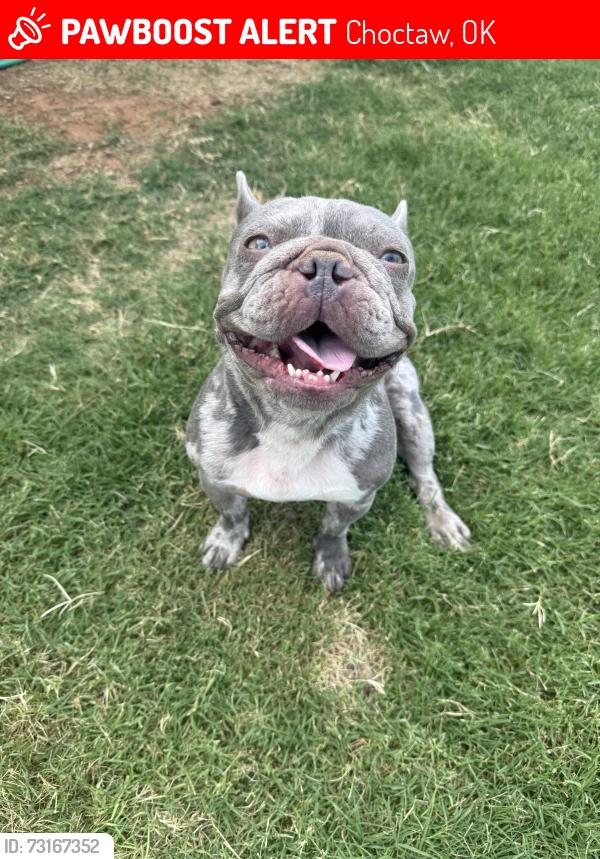 Lost Female Dog last seen Sundance neighborhood, Choctaw, OK 73020