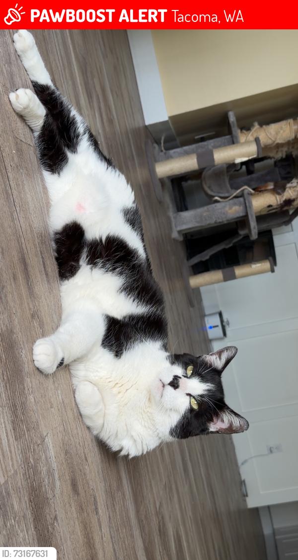 Lost Male Cat last seen E 29th st and Portland Ave, Tacoma, WA 98404