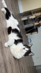 Lost Male Cat last seen E 29th st and Portland Ave, Tacoma, WA 98404