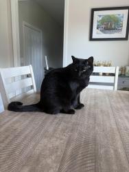 Lost Male Cat last seen Oxford Hills, Maryville, TN 37803