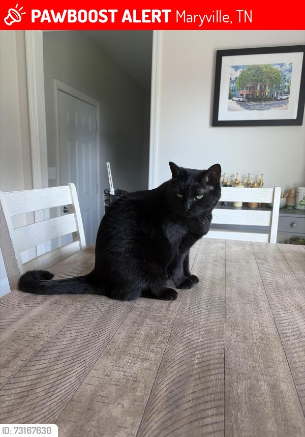 Lost Male Cat last seen Oxford Hills, Maryville, TN 37803