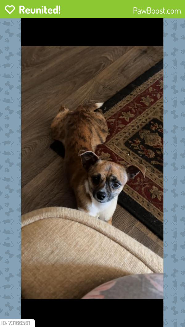 Reunited Male Dog last seen Near Meadowbrook Gardens Dr, Fort Worth, TX 76112, USA, Fort Worth, TX 76112