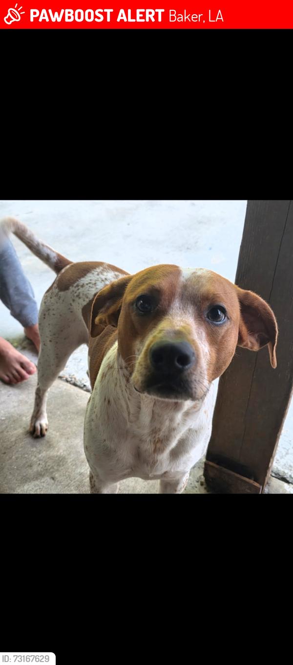Lost Male Dog last seen Bentley drive near Main St., Baker, LA 70714