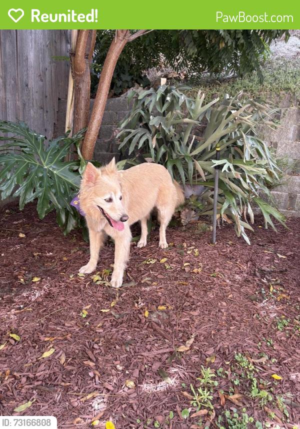 Reunited Unknown Dog last seen Bush street, San Diego, CA 92103