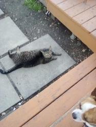 Reunited Female Cat last seen McGregor street at Anderson, Winnipeg, MB R2W 4X9