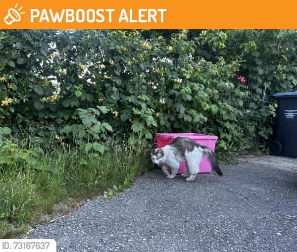 Found/Stray Unknown Cat last seen Near Ogden road, West Kelowna, BC V1Z 1R2