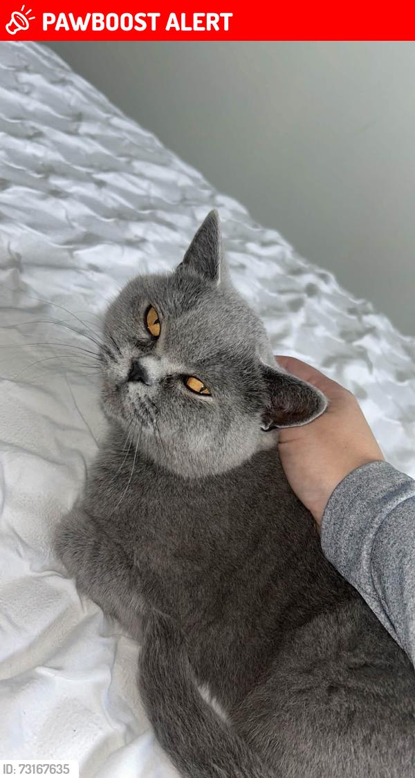 Lost Female Cat last seen Near the park on Martingale way, Droylsden, Droylsden, England M43 7ES