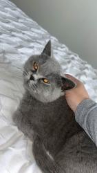 Lost Female Cat last seen Near the park on Martingale way, Droylsden, Droylsden, England M43 7ES