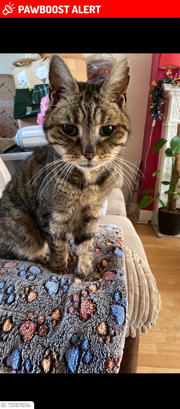 Lost Male Cat last seen Newbury park, youngs road ig27lf, Greater London, England IG2 7LF
