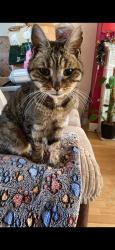 Lost Male Cat last seen Newbury park, youngs road ig27lf, Greater London, England IG2 7LF