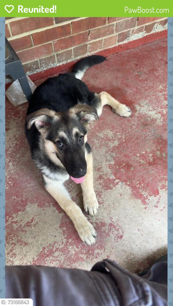 Reunited Male Dog last seen Rock quarry rd, Raleigh, NC 27610