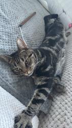 Lost Male Cat last seen at sw8 1az, Greater London, England SW8 1AZ