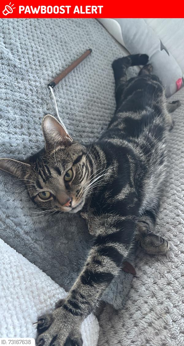 Lost Male Cat last seen at sw8 1az, Greater London, England SW8 1AZ