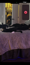 Lost Female Cat last seen Pointe grande apmts Dawsonville ga, Dawson County, GA 30534