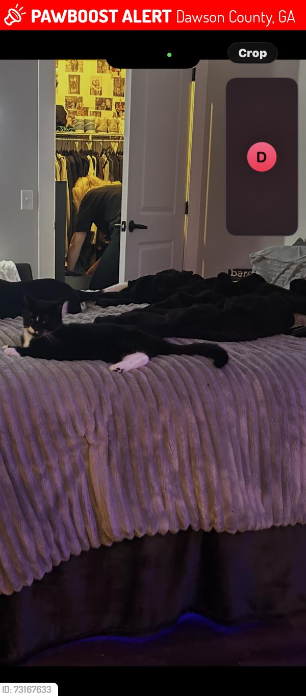 Lost Female Cat last seen Pointe grande apmts Dawsonville ga, Dawson County, GA 30534