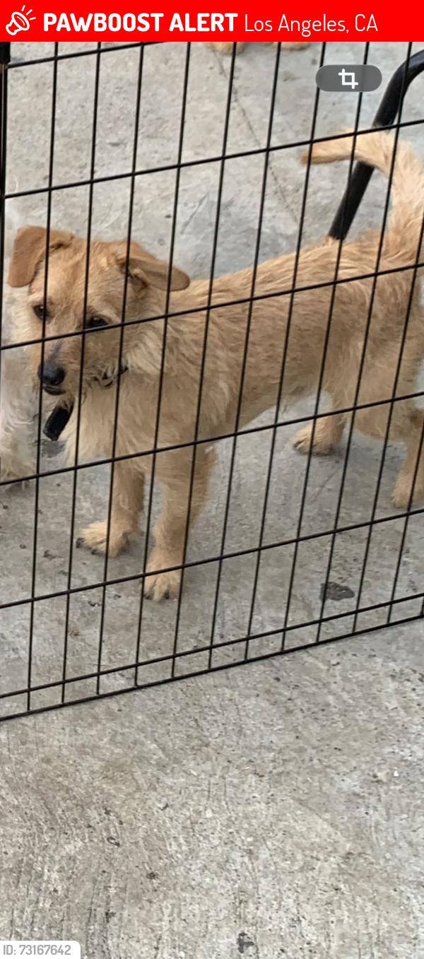 Lost Male Dog last seen He went into the alley of this street around 4pm and that was the last time we saw him, Los Angeles, CA 90001