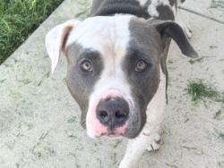 Shelter Stray Male Dog last seen 183A and overlook, City of Leander, TX, 1855 SE Inner Loop, Georgetown, TX 78626, USA