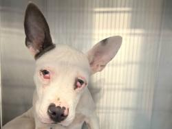 Shelter Stray Male Dog last seen 183A and overlook, City of Leander, TX, 1855 SE Inner Loop, Georgetown, TX 78626, USA