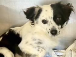 Shelter Stray Male Dog last seen Riverwalk Hutto Texas, City of Hutto, TX, 1855 SE Inner Loop, Georgetown, TX 78626, USA