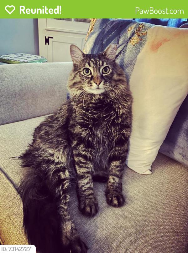 Reunited Male Cat last seen Cresthaven & S Haverhill, West Palm Beach, FL 33415