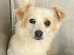 Shelter Stray Male Dog last seen Riverwalk Are Hutto., City of Hutto, TX, 1855 SE Inner Loop, Georgetown, TX 78626, USA