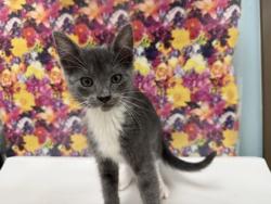 Shelter Stray Male Cat last seen S. Monroe ST, Lucas County, OH, 827 Illinois Ave, Maumee, OH 43537, USA