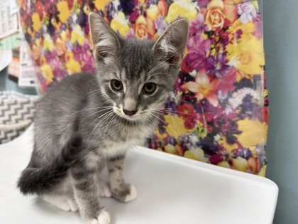 Shelter Stray Male Cat last seen S. Monroe ST, Lucas County, OH, 827 Illinois Ave, Maumee, OH 43537, USA