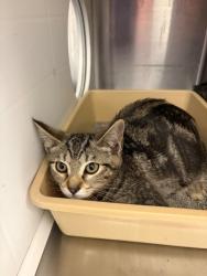 Shelter Stray Female Cat last seen Near Blk of Hyde Park, District 2 - West Cleburne,, 2375 Service Dr, Cleburne, TX 76033, USA
