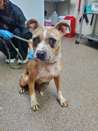 Shelter Stray Female Dog last seen Near Evergreen Street, City of Charleston, SC, 2455 Remount Rd, North Charleston, SC 29406, USA