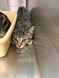 Shelter Stray Female Cat last seen Near Blk of Hyde Park, District 2 - West Cleburne,, 2375 Service Dr, Cleburne, TX 76033, USA