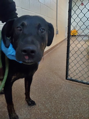 Shelter Stray Female Dog last seen Near University Boulevard, North Charleston, SC, 2455 Remount Rd, North Charleston, SC 29406, USA