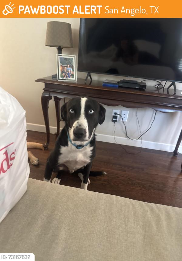Found/Stray Male Dog last seen Avenue j and paseo de vaca, San Angelo, TX 76901