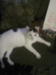 Reunited Male Cat last seen McGregor street at Anderson, Winnipeg, MB R2W 4X9