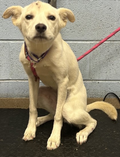 Shelter Stray Female Dog last seen Near MEADOWGLENN VILLAGE LANE APT# P, 30340, GA, 3280 Chamblee Dunwoody Rd, Chamblee, GA 30341, USA