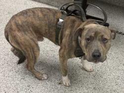 Shelter Stray Male Dog last seen Near Chestnut, 64132, MO, 7077 Elmwood Ave, Kansas City, MO 64132, USA