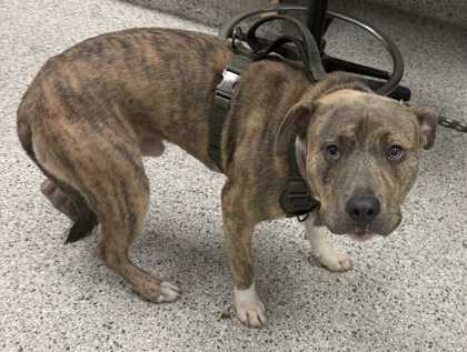 Shelter Stray Male Dog last seen Near Chestnut, 64132, MO, 7077 Elmwood Ave, Kansas City, MO 64132, USA