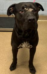 Shelter Stray Male Dog last seen Near Covington Hwy, 30058, GA, 3280 Chamblee Dunwoody Rd, Chamblee, GA 30341, USA