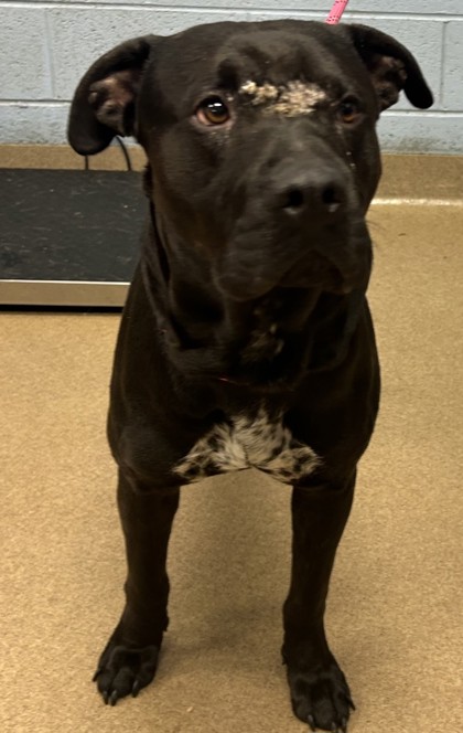 Shelter Stray Male Dog last seen Near Covington Hwy, 30058, GA, 3280 Chamblee Dunwoody Rd, Chamblee, GA 30341, USA
